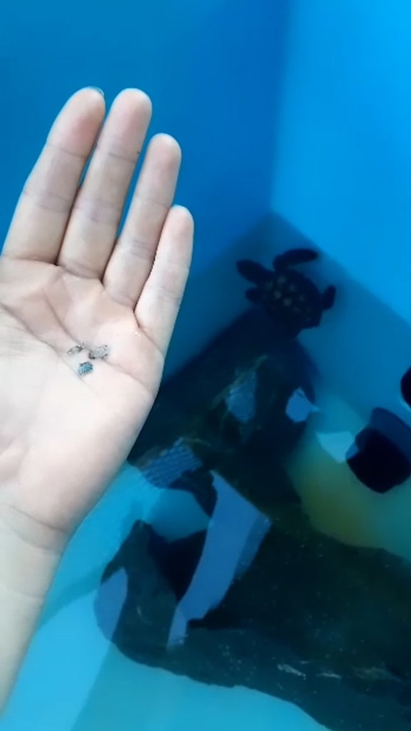plastic-found-in-pretzel-the-hatchlings-colon