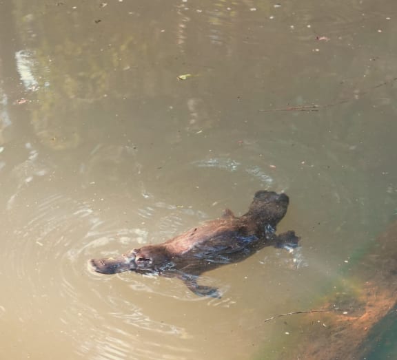 A platypus photographed November 2024 elsewhere in the Wet Tropics