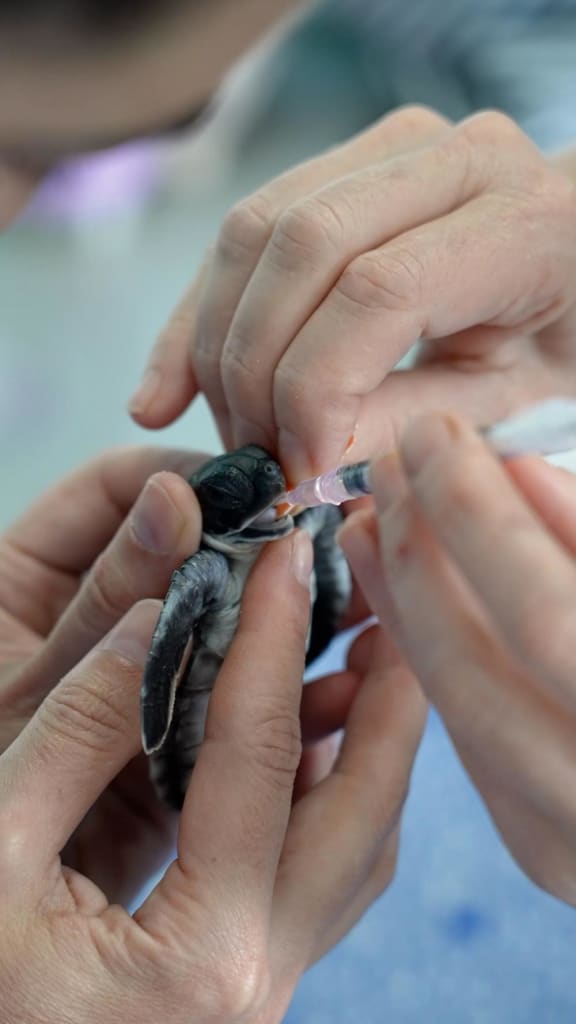 pretzel-the-hatchling-receives-a-laxative