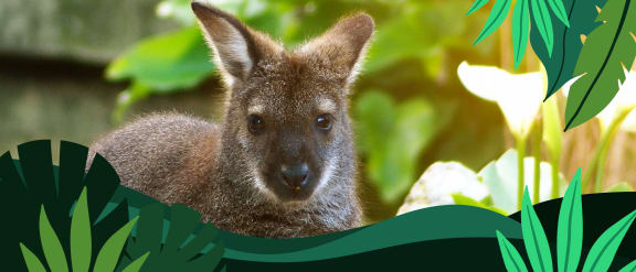 Save Australia's threatened wildlife.
