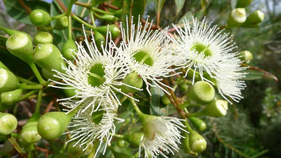 Showy creamy-white flowers of Red Bloodwood, Corymbia gummifera.