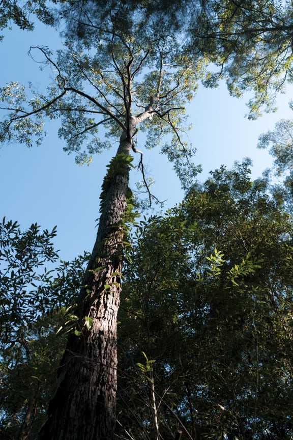 The culturally significant Red Bloodwood tree (Corymbia gummifera)
