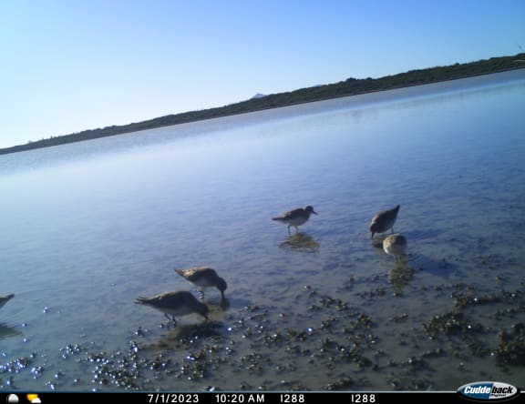 Red-necked stints on Lungtalanana