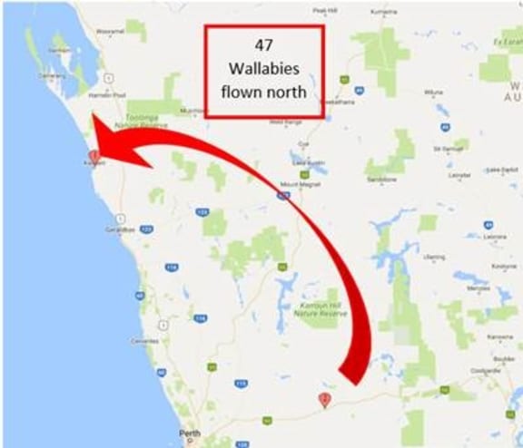 Rock wallaby journey map