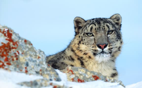 Snow leopard on rocky mountains in winter Montana
