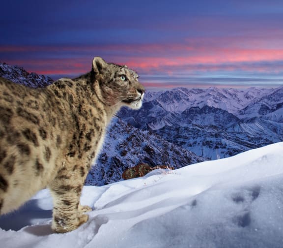A wild snow leopard triggers a DSLR sensor camera high up in mountains of Ladakh in the Indian Himalayas.