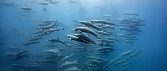 Spinner dolphins