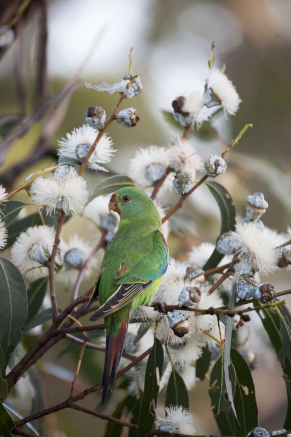 Swift parrot (Lathamus discolor) in Tasmanian blue gum blossoms, Tasmania
