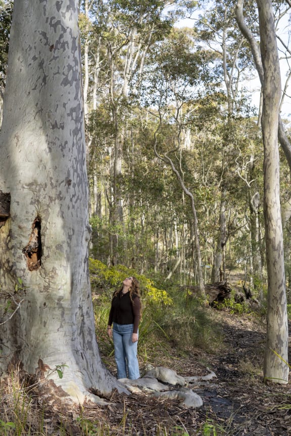 Indigenous nature advocate Takesa Frank amongst giant Spotted Gums in a forest at The Gantry.