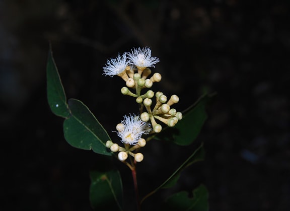Eucalyptus Flowers, Tallowwood, Eucalyptus microcorys