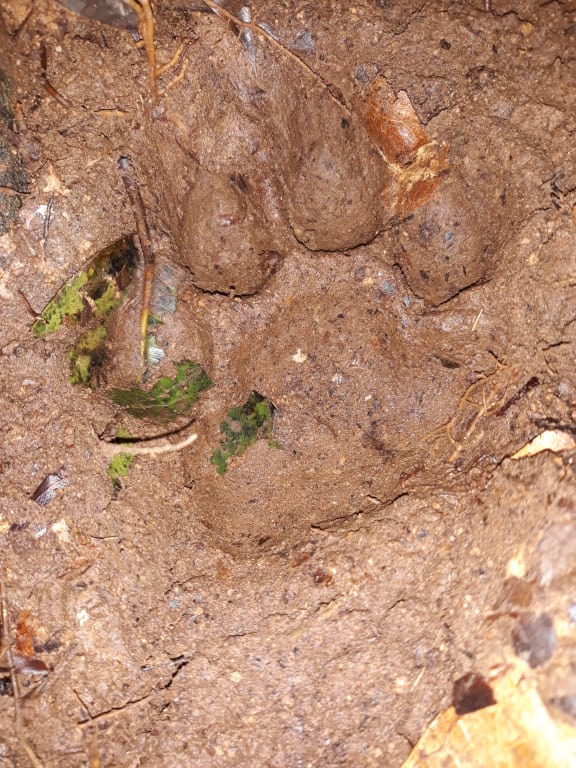 Tiger footprint