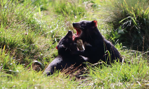 Two Tasmanian devils (Sarcophilus harrisii) tussling at Devils @ Cradle Tasmanian devil sanctuary.