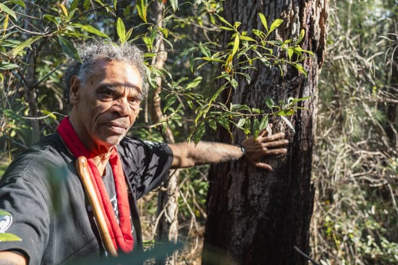 Gumbaynggirr Elder and educator Uncle Micklo Jarrett with the culturally significant Red Bloodwood tree (Corymbia gummifera), his favourite tree.