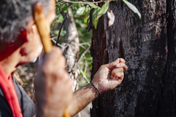 Gumbaynggirr Elder and educator Uncle Micklo Jarrett touches the sap of the culturally significant Red Bloodwood tree (Corymbia gummifera), his favourite tree.