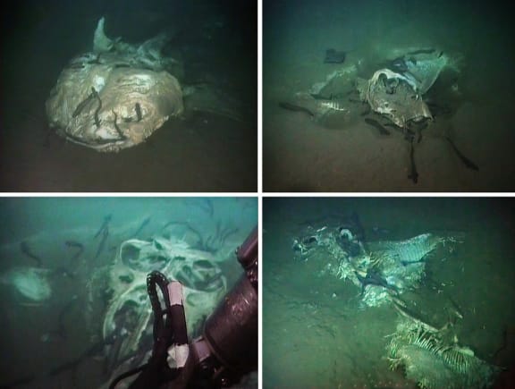 Whale shark and mobulid ray carcasses
