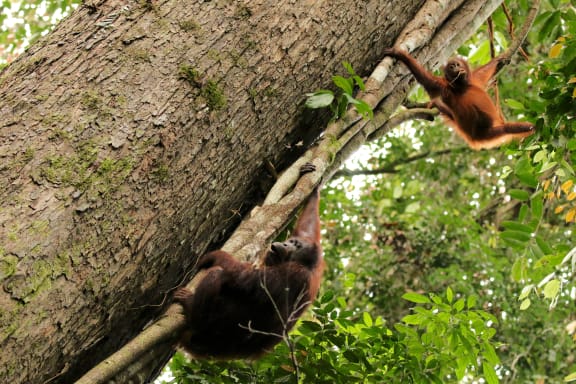 Wild Bornean orangutans (Pongo pygmaeus) playing in trees, Danum Valley Conservation Area, Sabah, Borneo, Malaysia.