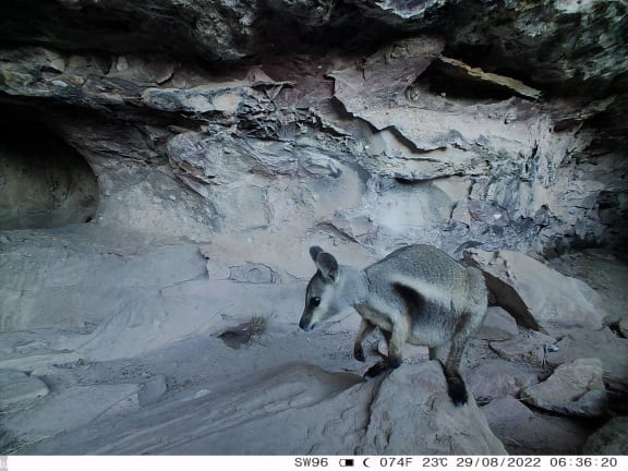 A wiliji caught on camera on the Grant Range.