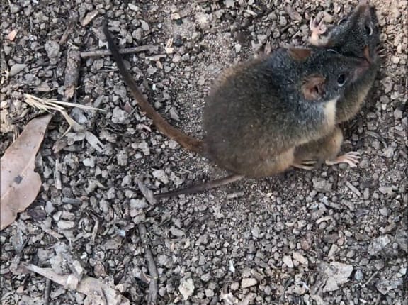 Yellow-footed antechinus (Antechinus flavipes) mating