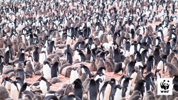 Pengins desktop wallpaper