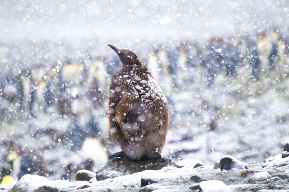 King Penguin Chick in South Georgia
