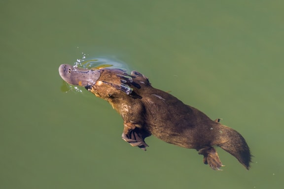Platypus resurfacing