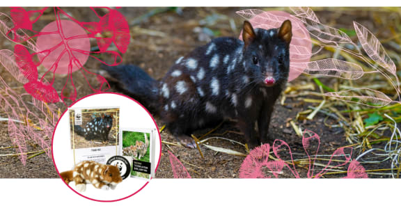 A graphic containing a black eastern quoll with white spots and a pink nose. Around it are sketches of eucalyptus leaves and flowers in different shades of pink. An inset white circle displays an image of the quoll adoption pack, which includes a certificate, welcome booklet, WWF sticker and plush quoll toy.