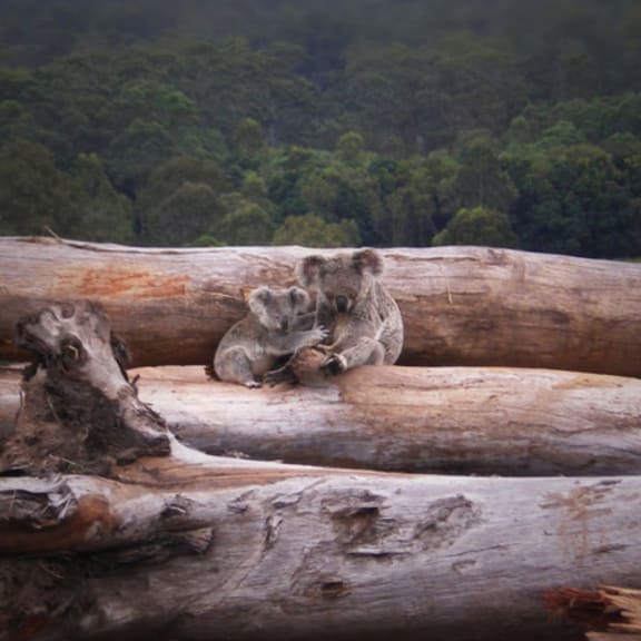 Koala mother and joey seeking refuge on a bulldozed log pile