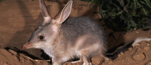 A bilby spotted at night