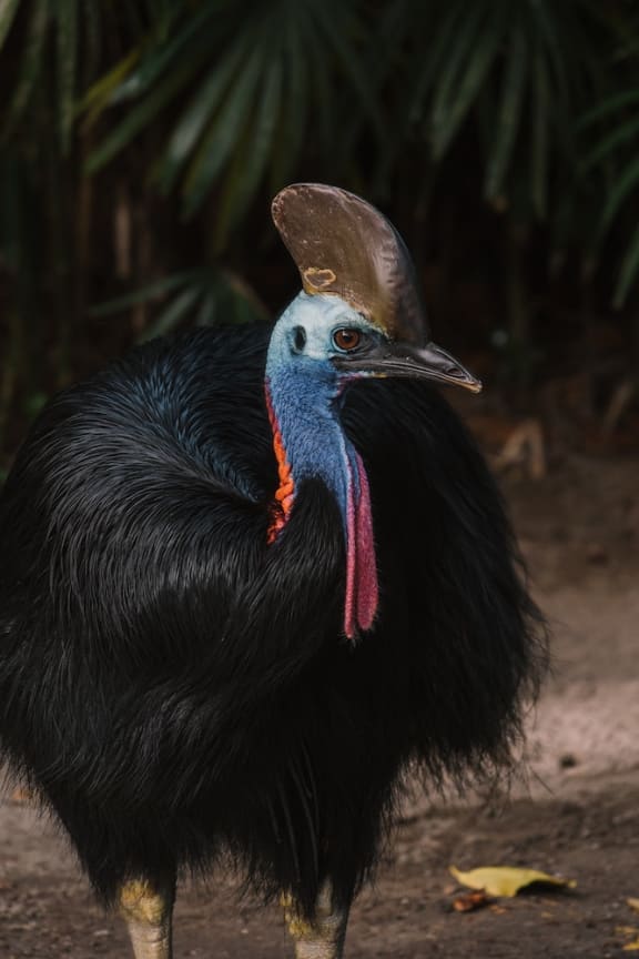 Southern cassowary