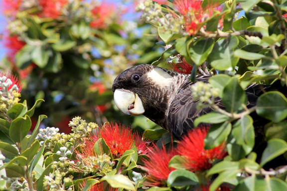Carnaby's black cockatoo (Calyptorhynchus latirostris) Kings Lynn Rise, Mindarie, Western Australia