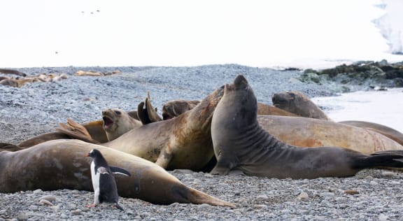A gentoo penguin (Pygoscelis papua) among a colony of southern elephant seals (Mirounga leonina), Antarctic Peninsula (1000px)
