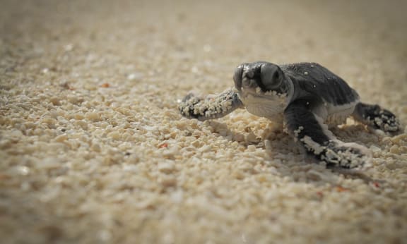 Green turtle hatchling