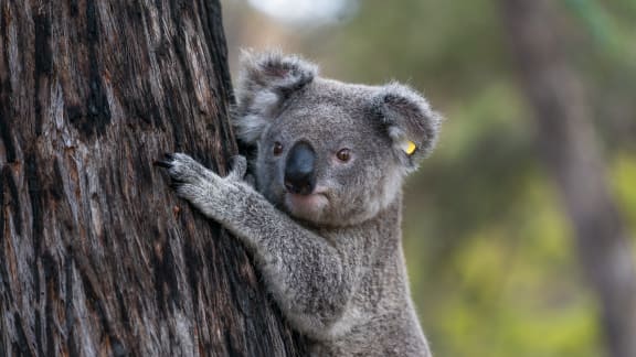 Release of two koalas (Phascolarctos cinereus) Mary and Matthew, into the wild by Vickii Lett - NSW WIRES koala coordinator and WIRES board member in Emmaville, NSW