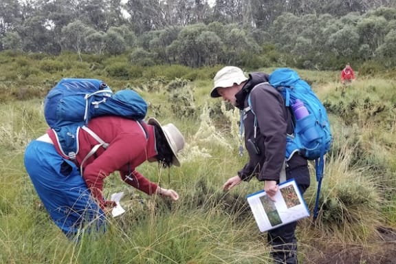 A team of volunteers came to help search for flora