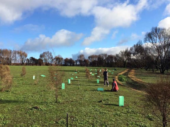 New sheoak seedlings being planted near Karatta