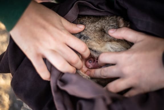 A brush-tailed bettong with pouch young