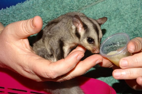 Juvenile glider