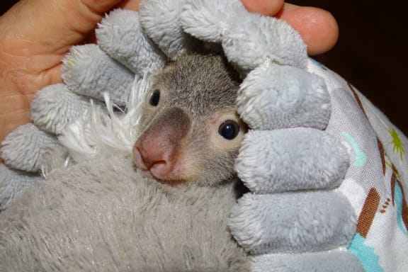 Orphaned koala joey