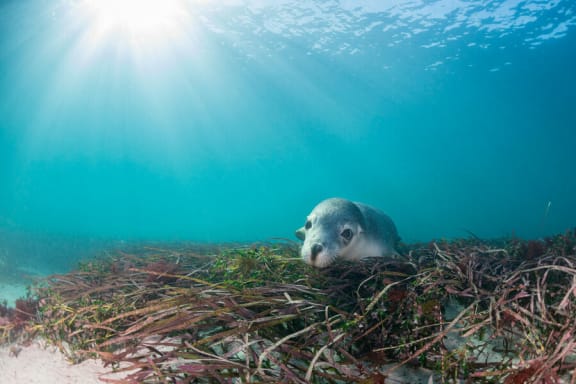 Australian sea lion underwater near Neptune Islands= South Australia