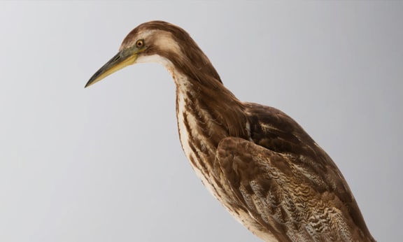 Australasian bittern against grey background (Courtesy of Wikicommons)