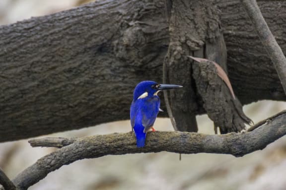 Azure kingfisher