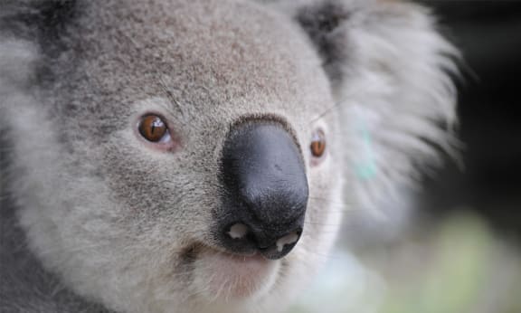 Close up of koala face