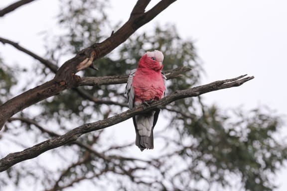 Galah
