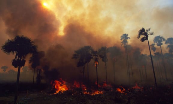 Forest on fire in the Amazon= Brazil