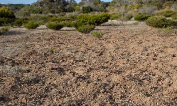 Brush-tailed bettong diggings in Yorke Peninsula