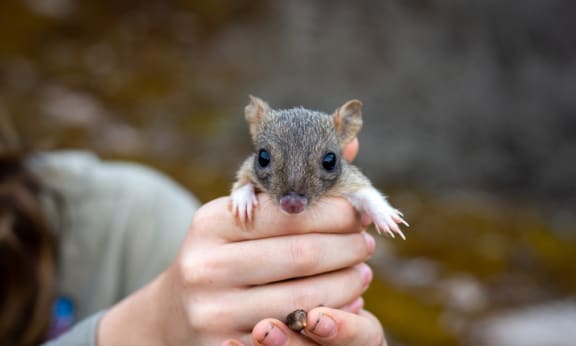 Brush-tailed bettong in hand= Yorke Peninsula