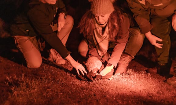 A brush-tailed bettong is released onto Yorke Peninsula