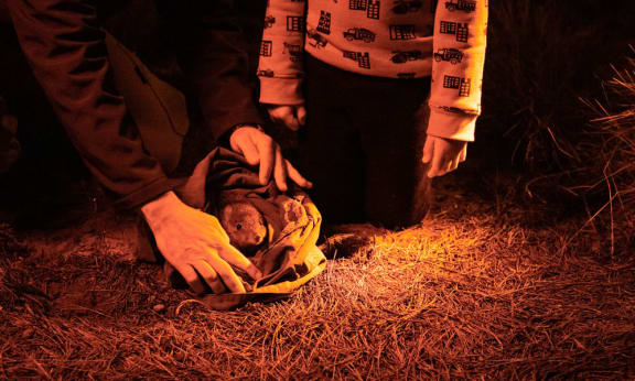 A brush-tailed bettong is released onto Yorke Peninsula