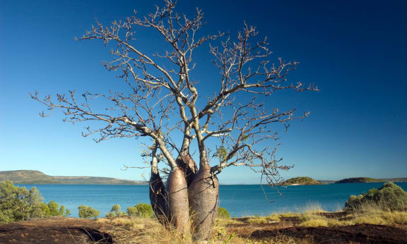 Boab tree in the Kimberley