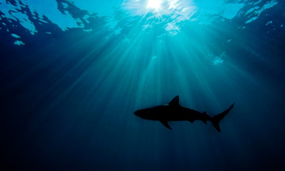 Caribbean reef shark (Carcharhinus perezi) silhouetted against the sun= Atlantic Ocean